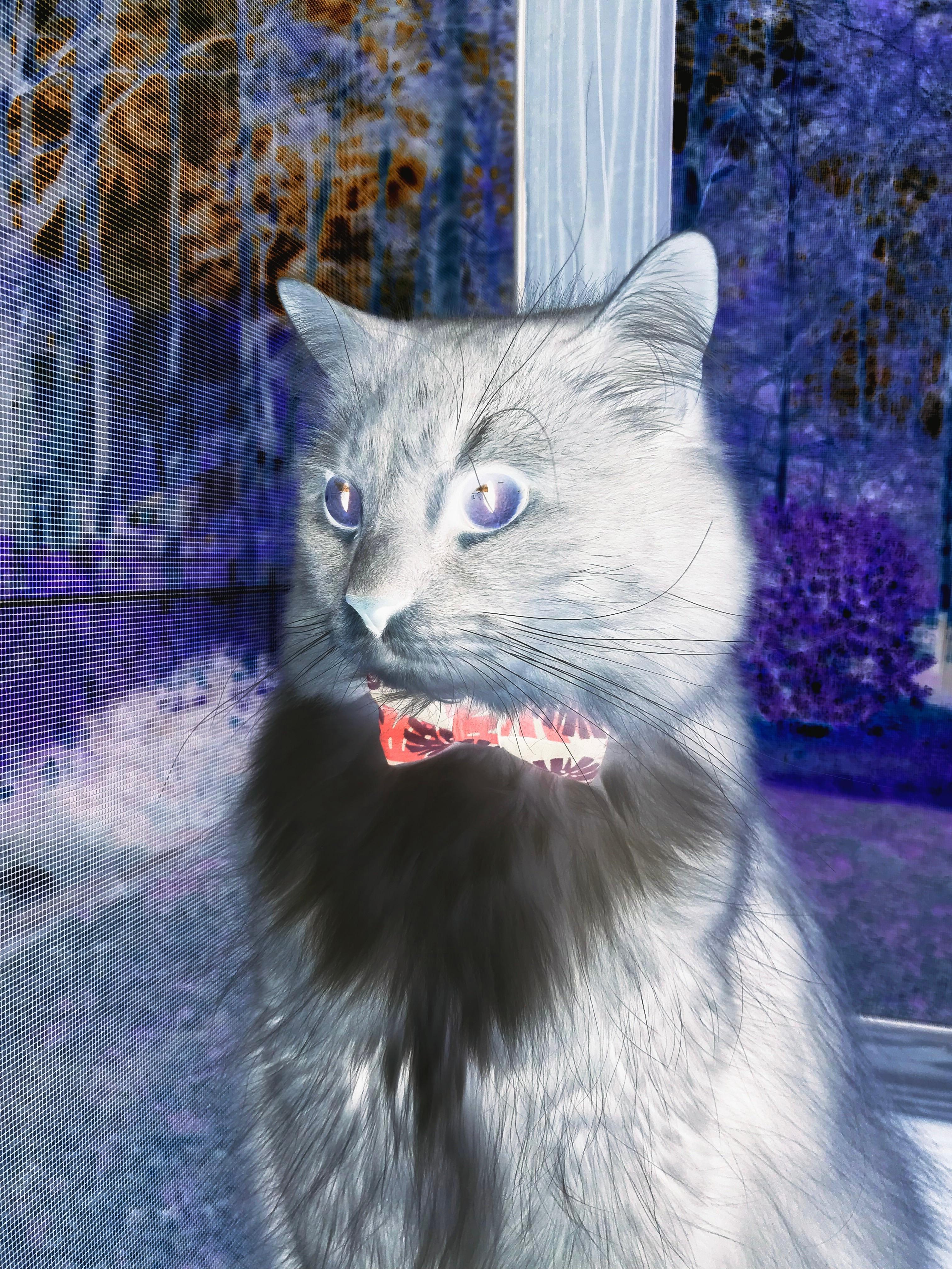 开云体育平台APP-苏格兰压哨绝杀比利时，东决焦点战引爆欧洲足坛