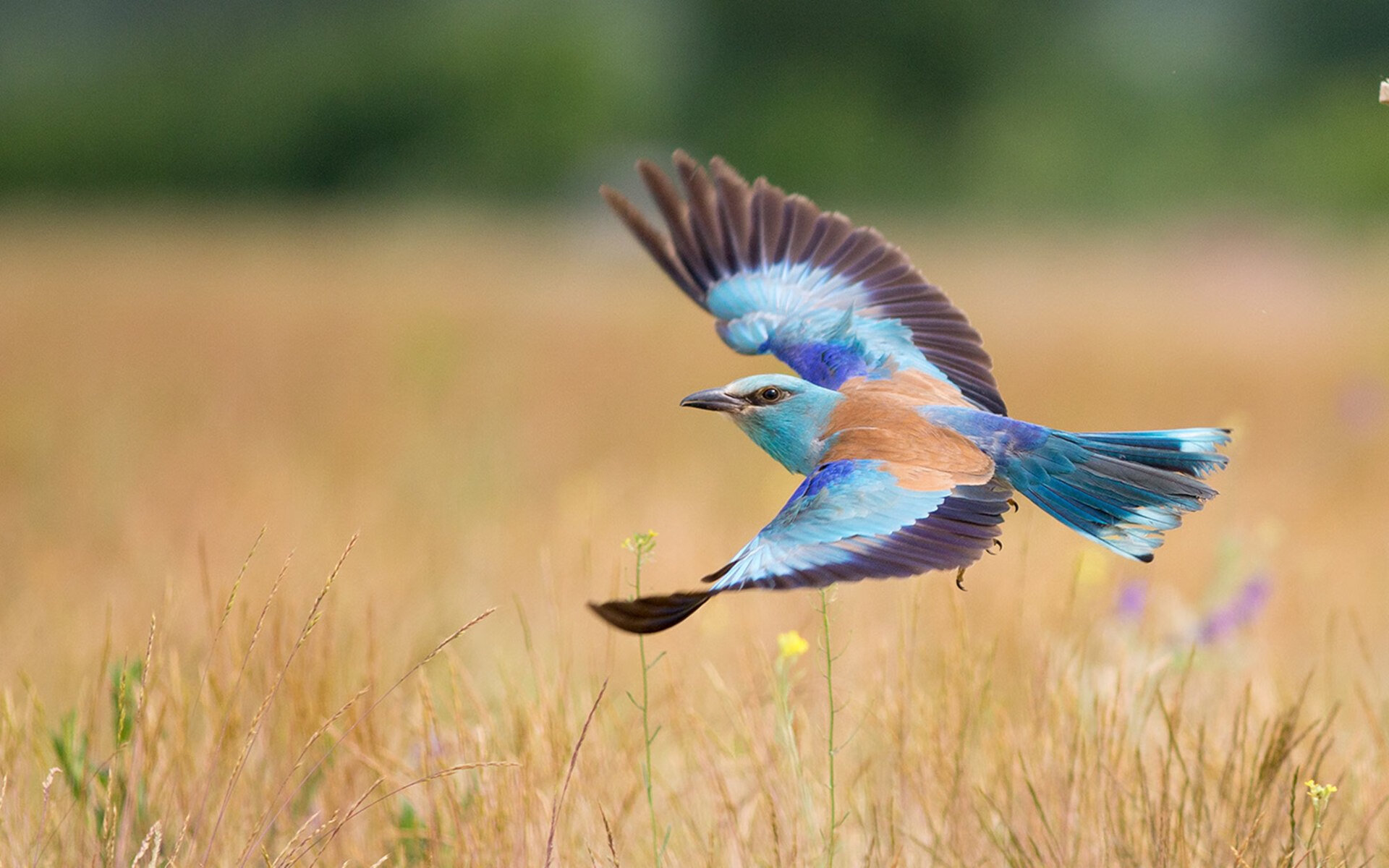 跨界制霸！吉林队奇袭华盛顿，拉梅洛东决G7狂砍50+导演逆转