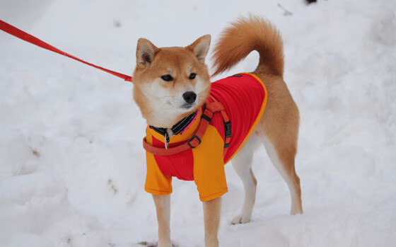 开云体育中国-凤凰涅槃火焚苍穹，布克的总决赛之夜