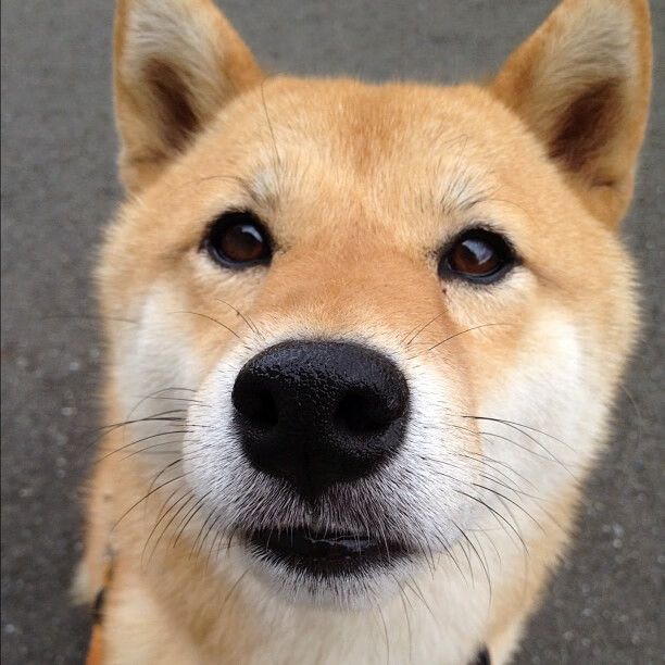 开云体育平台APP-西决生死战之夜，阿劳霍用血肉之躯，筑起教科书级防线