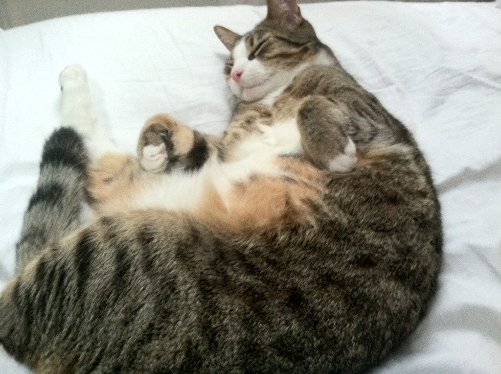 涡轮与缰绳，深圳队如何用窒息战术在F1街道赛绞杀黄蜂