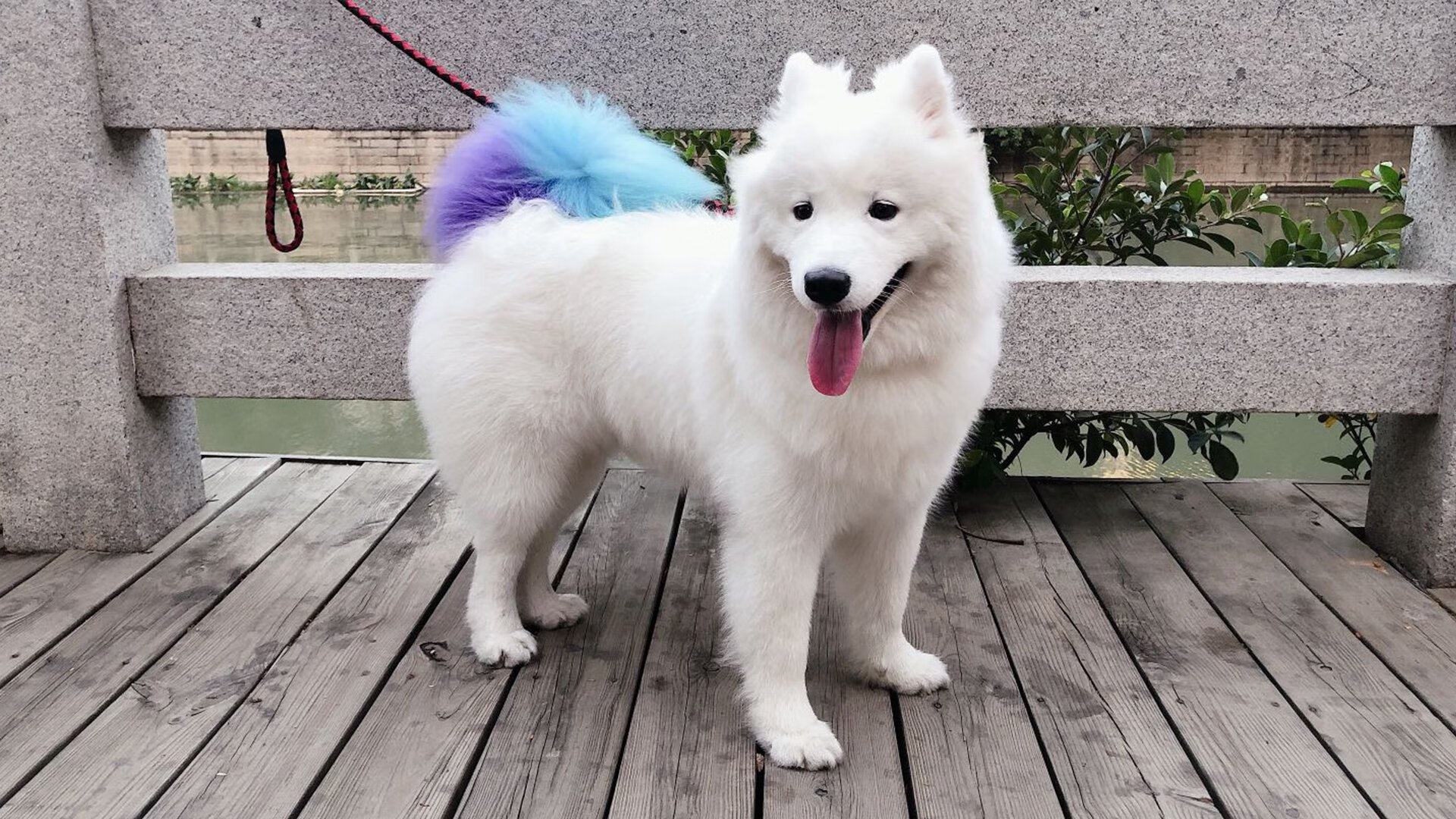 开云体育APP下载-莱奥关键一击!比利时旗开得胜斩落东道主卡塔尔