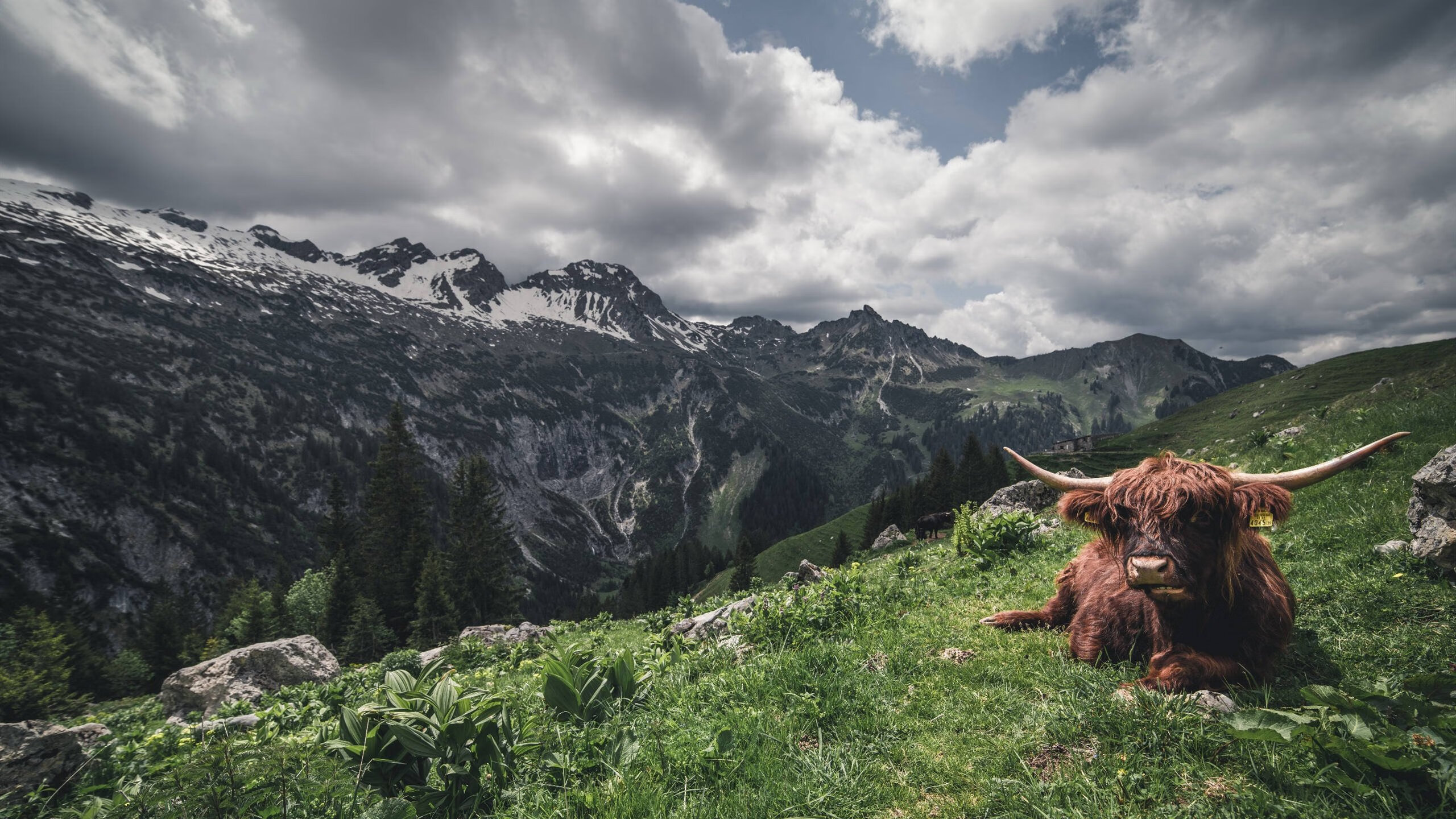 开云体育官方网站-字母哥降维打击，吉林队借力破猛龙—当密尔沃基风暴席卷东北虎主场