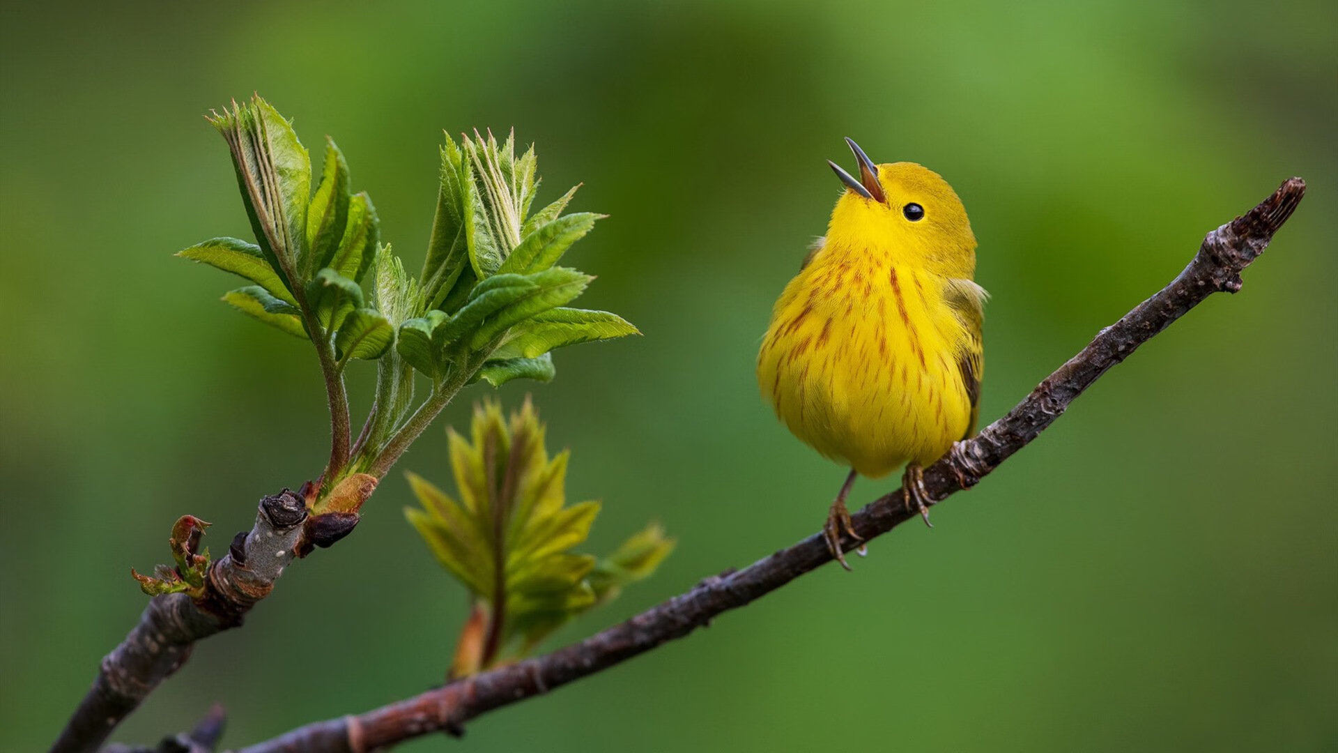 欧冠淘汰赛焦点战，广厦队爆冷淘汰勇士，篮球跨界盛宴震撼全球