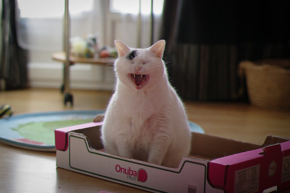 非洲雄鹰折翼欧洲铁骑，布鲁诺统治级数据撕裂尼日利亚防线