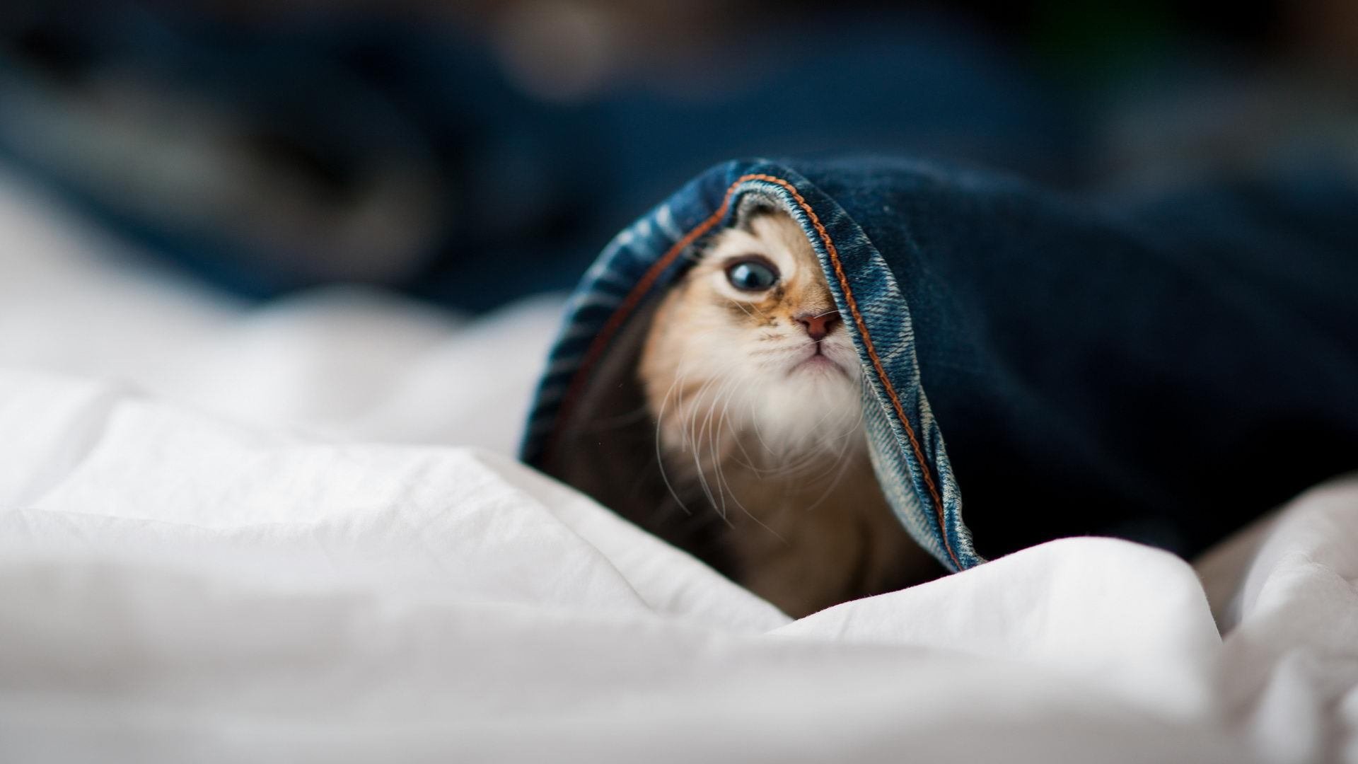 硬仗王者的缺席，当切尔西对阵雷恩，我们怀念迪巴拉式的光芒