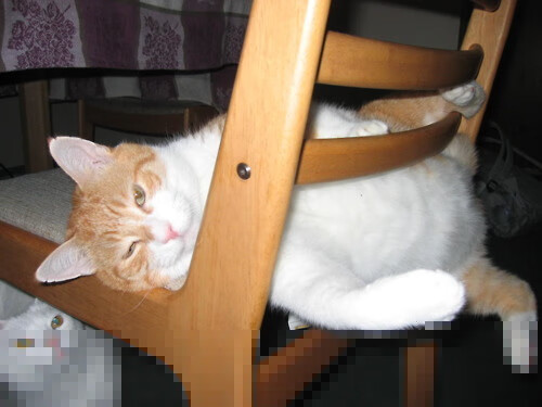 开云体育平台APP-冰面传奇，巴雷拉关键节点连续得分，瑞士上演绝地逆转