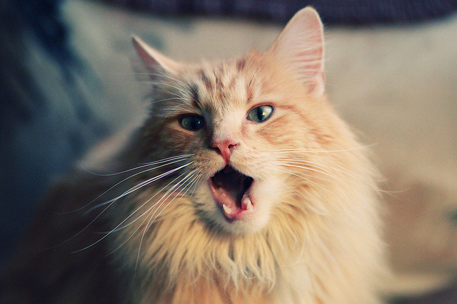 巴黎乐章与引擎轰鸣,摩纳哥赛道上演的节奏狂想曲