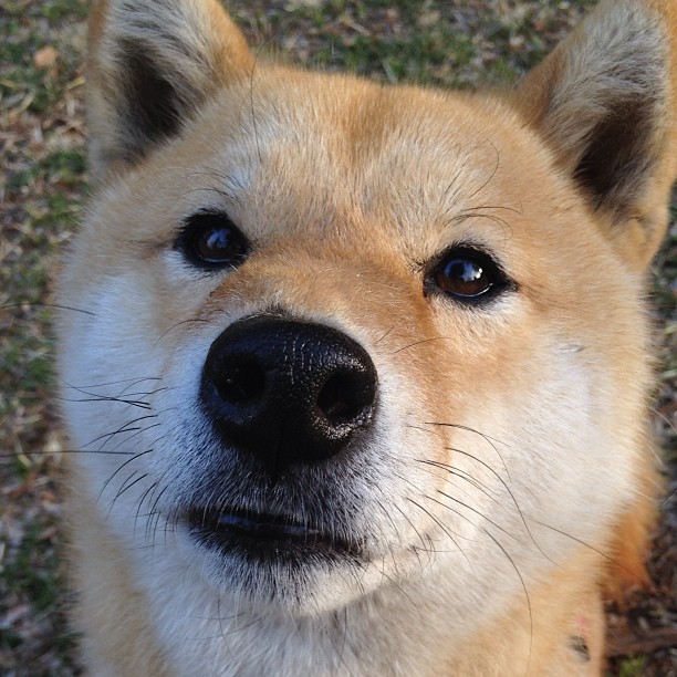 开云官网-血战孟菲斯,抢七硝烟中灰熊撕碎黄蜂