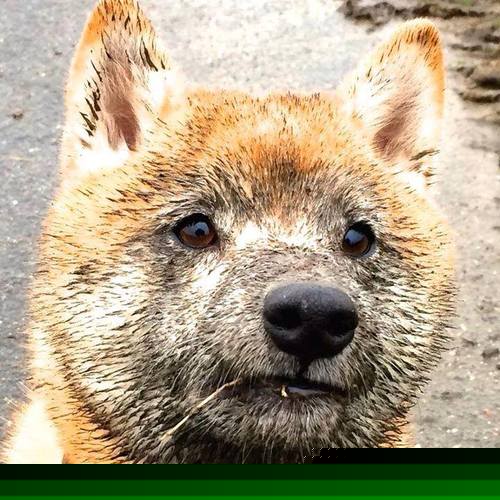 死神之镰！步行者终场前11秒三分绝杀爵士，塔姆狂轰37分上演救赎之战