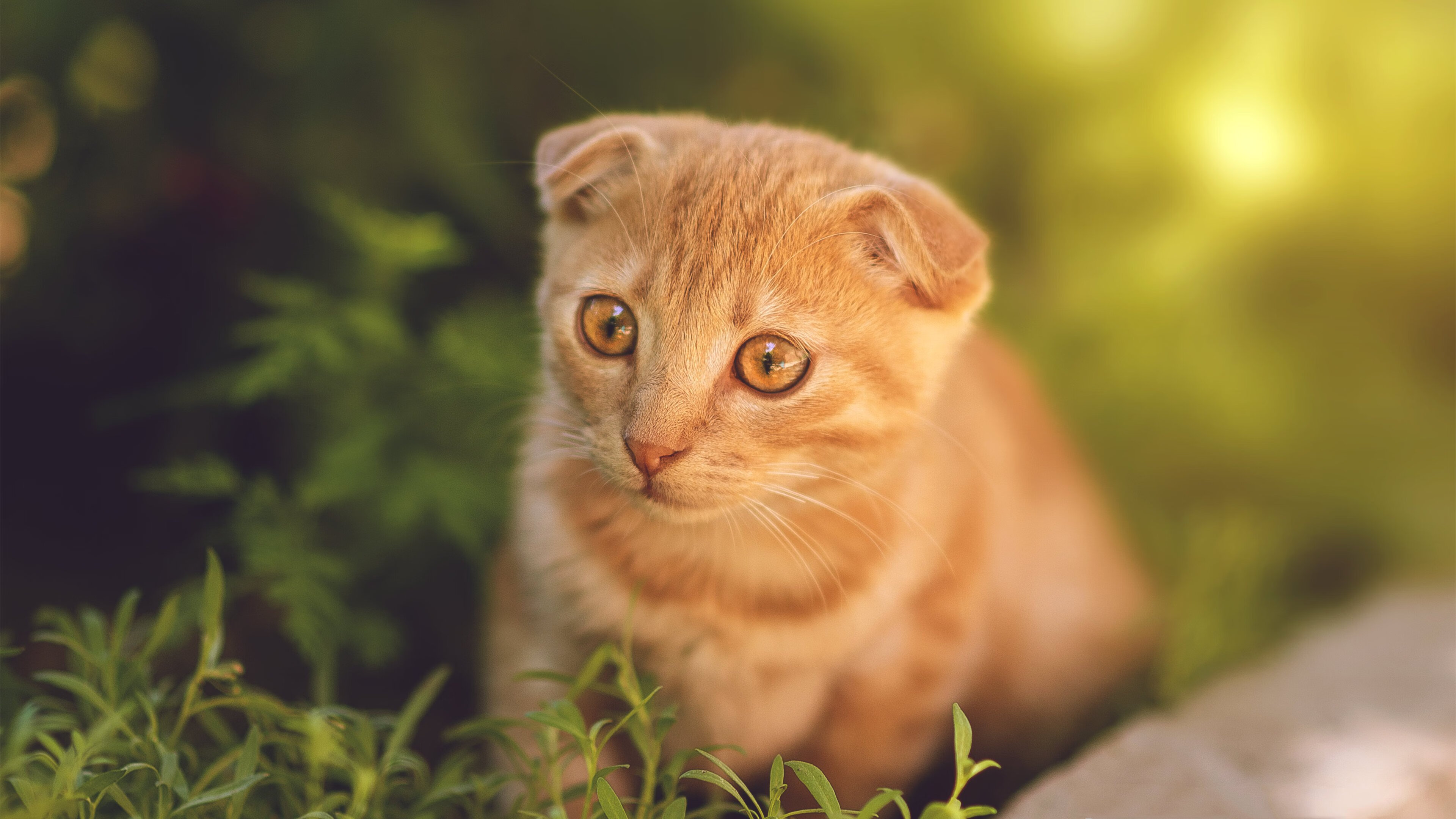 利拉德魔术对决森林狼,演绎教科书级别表演