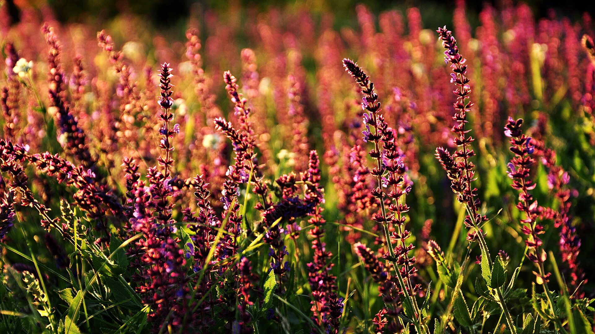 双线争锋，辽宁终结不败魔术，福克斯化身国际战场胜负手