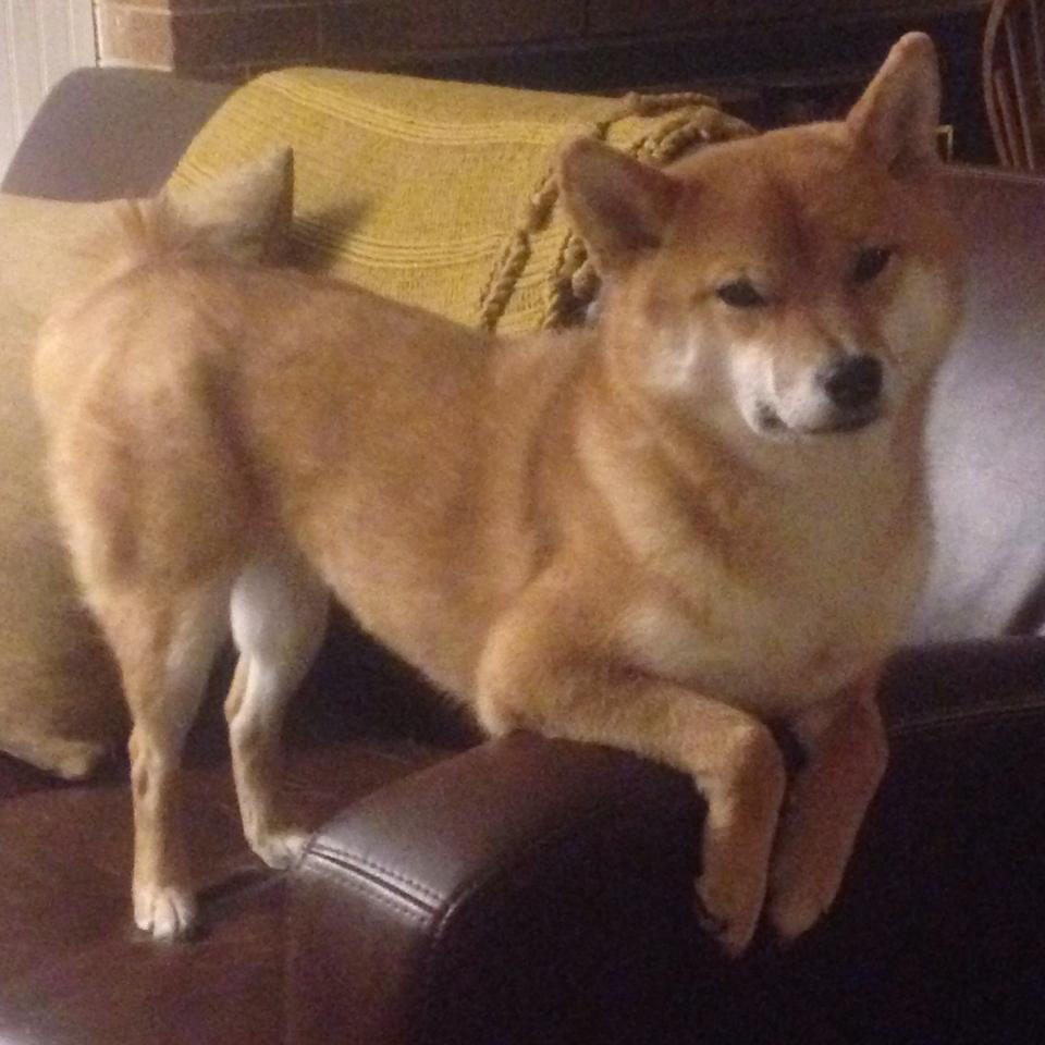 开云体育入口-暴力美学与精密齿轮，当强行终结遇上稳定不掉线