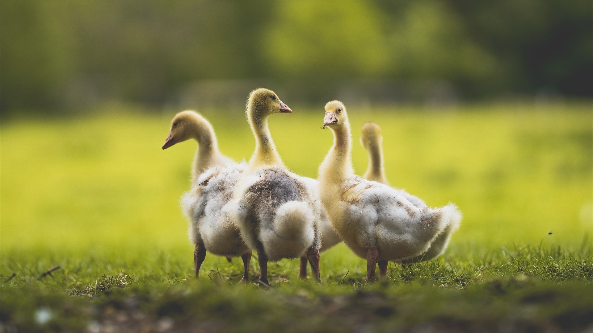 开云体育登录-冰与火的对决,福克斯闪耀时刻与广厦队跨越海洋的致命一击