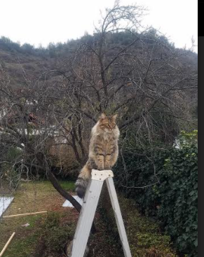 凡人之躯,巨星之心,阿克在世界排名之夜重新定义价值