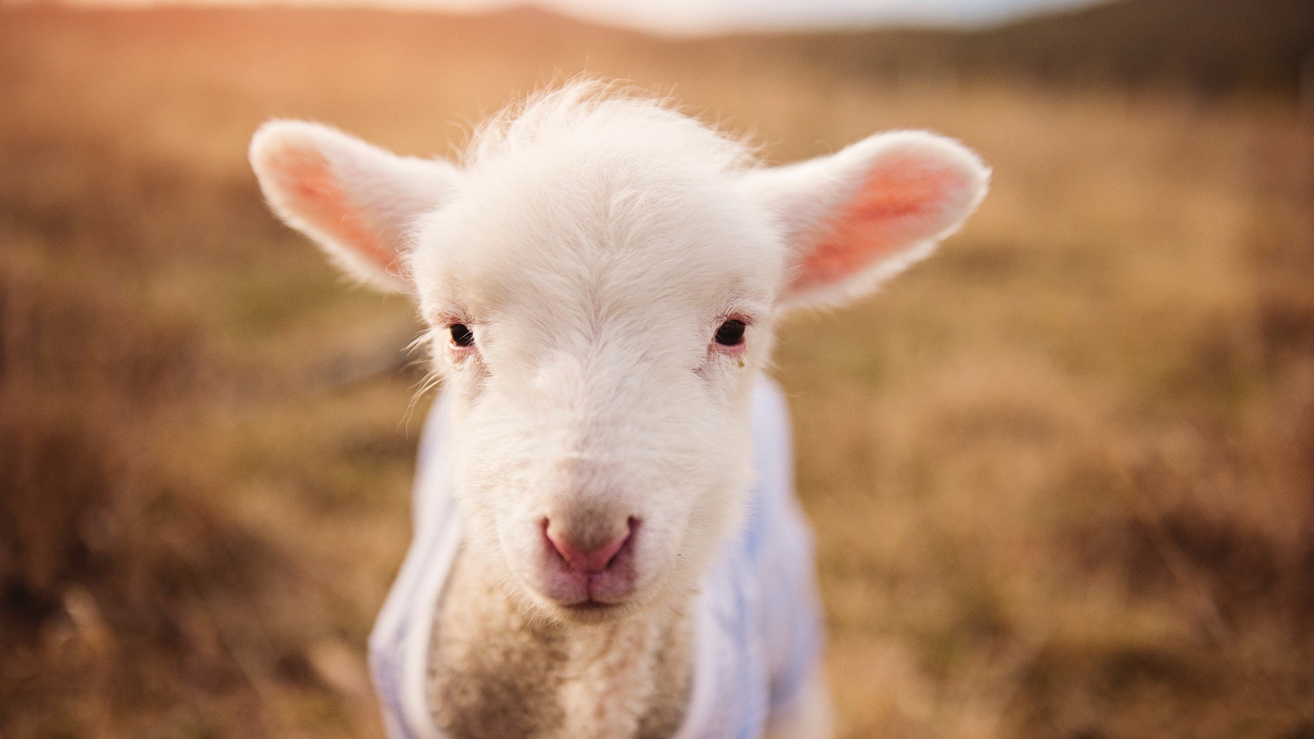 开云体育在线-北欧寒刀与南德闪电，当丹麦意志遭遇萨内的风暴