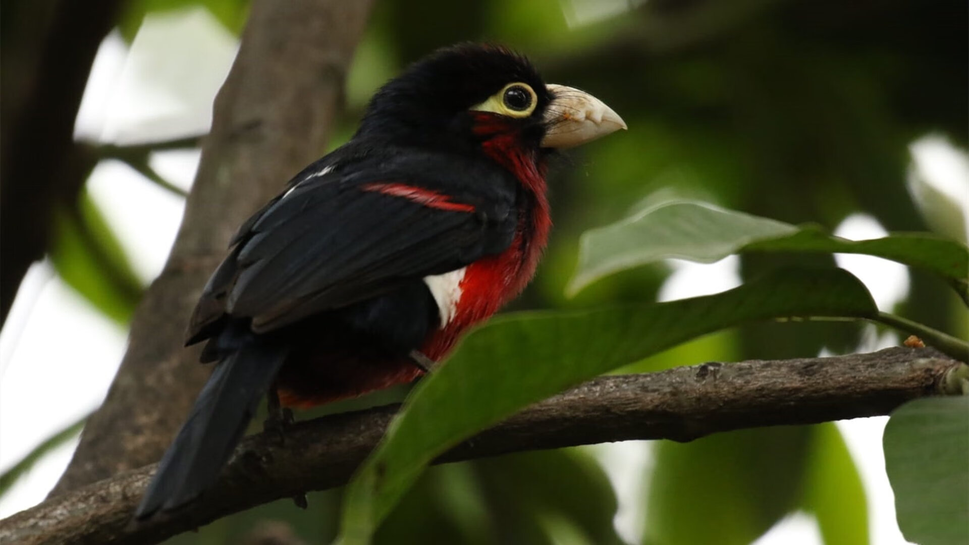 红色闪电撕裂蔚蓝海岸,当牙买加精神在F1赛道终结马赛神话